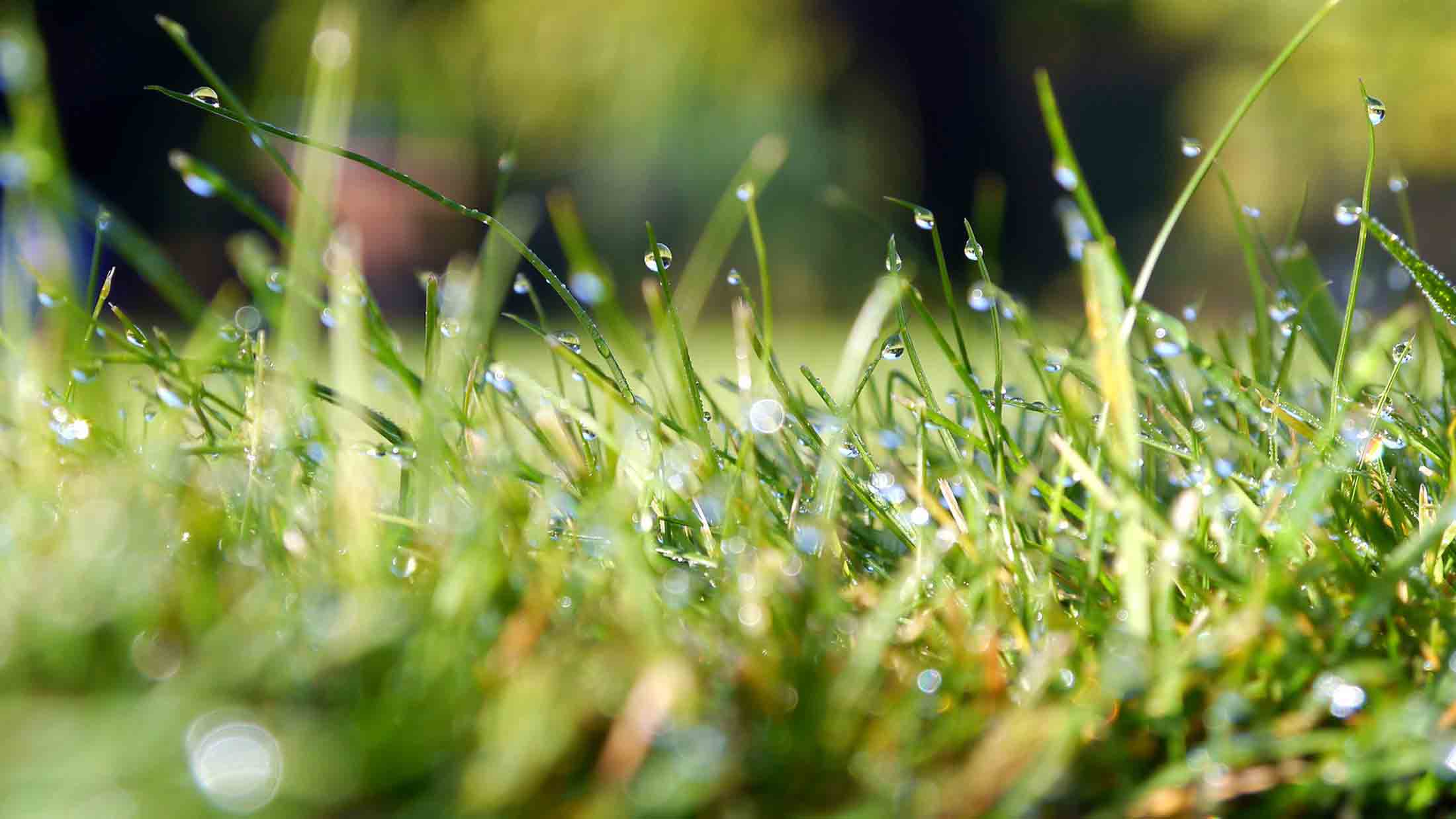 Garten- und Landschaftsbau, Rasenpflege, Problembaumfällung, Grüngutentsorgung , Pflasterarbeiten